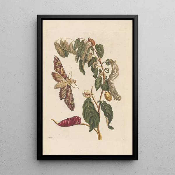 Dissertation über die Entstehung und die Transformationen der Insekten von Surinam Pl58 - Maria Sibylla Merian — gerahmtes Bild an der Wand