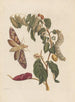 Dissertation über die Entstehung und die Transformationen der Insekten von Surinam Pl58 - Maria Sibylla Merian — Ansicht des Kunstwerks