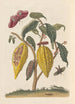 Dissertation über die Entstehung und die Transformationen der Insekten von Surinam Pl59 - Maria Sibylla Merian — Ansicht des Kunstwerks