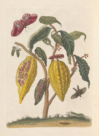 Maria Sibylla Merian - Dissertation sur la generation et les transformations des insectes de Surinam Pl59.webp