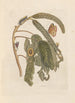 Dissertation über die Entstehung und die Transformationen der Insekten von Surinam Pl65 - Maria Sibylla Merian — Ansicht des Kunstwerks