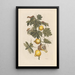Dissertation über die Entstehung und die Transformationen der Insekten von Surinam Pl66 - Maria Sibylla Merian — gerahmtes Bild an der Wand