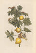 Dissertation über die Entstehung und die Transformationen der Insekten von Surinam Pl66 - Maria Sibylla Merian — Ansicht des Kunstwerks
