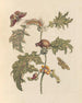 Dissertation sur la génération et les transformations des insectes de Surinam Pl67 - Maria Sibylla Merian — Ansicht des Kunstwerks