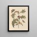 Dissertation sur la génération et les transformations des insectes de Surinam Pl67 - Maria Sibylla Merian — gerahmtes Bild an der Wand