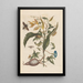 Dissertation über die Entstehung und Transformationen der Insekten von Surinam Pl70 - Maria Sibylla Merian — gerahmtes Bild an der Wand