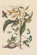 Dissertation über die Entstehung und Transformationen der Insekten von Surinam Pl70 - Maria Sibylla Merian — Ansicht des Kunstwerks