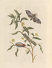 Dissertation über die Entstehung und die Transformationen der Insekten von Surinam Pl71 - Maria Sibylla Merian — Ansicht des Kunstwerks