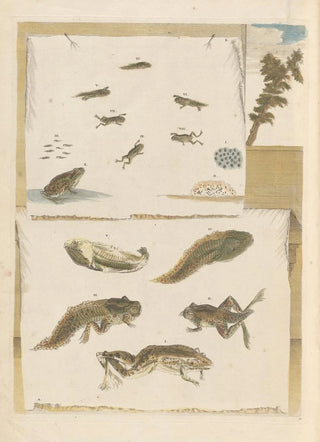 Maria Sibylla Merian - Dissertation sur la generation et les transformations des insectes de Surinam Pl72.webp