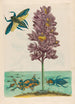 Eichhornia crassipes - Maria Sibylla Merian — Ansicht des Kunstwerks