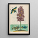 Eichhornia crassipes - Maria Sibylla Merian — gerahmtes Bild an der Wand