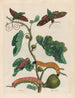 Amerikanischer Feigenbaum - Maria Sibylla Merian — Ansicht des Kunstwerks