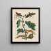 Amerikanischer Feigenbaum - Maria Sibylla Merian — gerahmtes Bild an der Wand