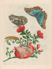 Grenadier - Maria Sibylla Merian — Ansicht des Kunstwerks