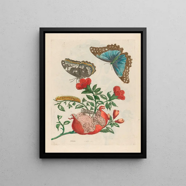 Maria Sibylla Merian - Grenadier.webp