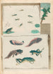 Frösche - Maria Sibylla Merian — Ansicht des Kunstwerks