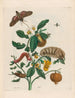 Guajare - Maria Sibylla Merian — Ansicht des Kunstwerks