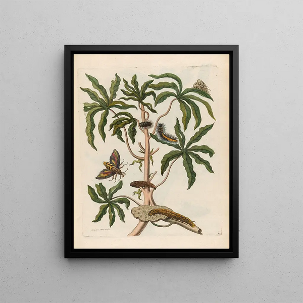 Maria Sibylla Merian - Guajava alba dulcis.webp