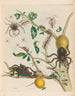 Guajave - Maria Sibylla Merian — Ansicht des Kunstwerks