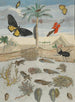 Insekten und Fische vor Inselhintergrund - Maria Sibylla Merian — Ansicht des Kunstwerks