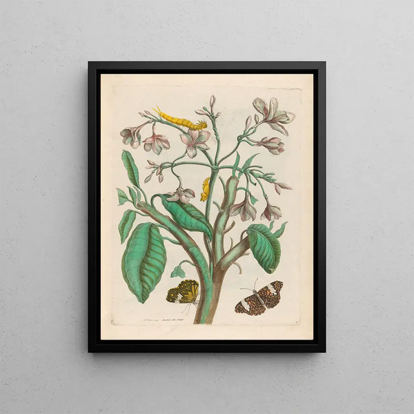 Maria Sibylla Merian - Jasmin des Indes.webp