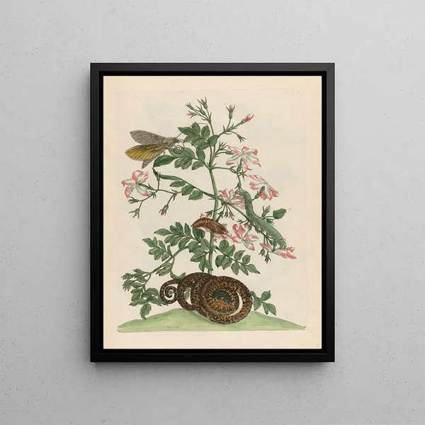 Maria Sibylla Merian - Jasminum grandiflorum.webp
