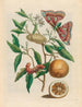 Zitrone - Maria Sibylla Merian — Ansicht des Kunstwerks