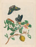 Limonier - Maria Sibylla Merian — Ansicht des Kunstwerks