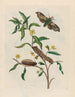 Ludwigia octovalvis - Maria Sibylla Merian — Ansicht des Kunstwerks