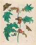 Macca - Maria Sibylla Merian — Ansicht des Kunstwerks