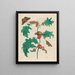 Macca - Maria Sibylla Merian — gerahmtes Bild an der Wand