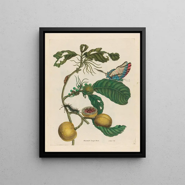 Maria Sibylla Merian - Marmelade doosjes Boom.webp