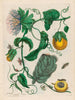 Marquiaas - Maria Sibylla Merian — Ansicht des Kunstwerks