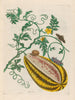 Wassermelone - Maria Sibylla Merian — Ansicht des Kunstwerks