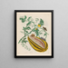 Wassermelone - Maria Sibylla Merian — gerahmtes Bild an der Wand