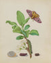 Metamorphose eines kleinen Kaiserpapillons auf einer Damaspflaume, Tafel 13 aus dem Buch Caterpillar - Maria Sibylla Merian — Ansicht des Kunstwerks