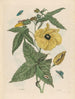 Muscus Bloem - Maria Sibylla Merian — Ansicht des Kunstwerks