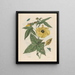 Muscus Bloem - Maria Sibylla Merian — gerahmtes Bild an der Wand