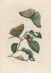Néflier - Maria Sibylla Merian — Ansicht des Kunstwerks