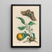 Oranger - Maria Sibylla Merian — gerahmtes Bild an der Wand