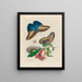 Pachystachys coccinea - Maria Sibylla Merian — gerahmtes Bild an der Wand