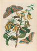 Pallisadenboom - Maria Sibylla Merian — Ansicht des Kunstwerks