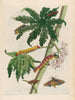 Papaya - Maria Sibylla Merian — Ansicht des Kunstwerks