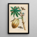 Papaya - Maria Sibylla Merian — gerahmtes Bild an der Wand