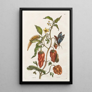 Maria Sibylla Merian - Poivre dinde.webp