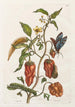Putenpfeffer - Maria Sibylla Merian — Ansicht des Kunstwerks