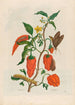Putenpfeffer - Maria Sibylla Merian — Ansicht des Kunstwerks
