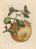 Pompelmous - Maria Sibylla Merian — Ansicht des Kunstwerks