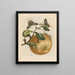Pompelmous - Maria Sibylla Merian — gerahmtes Bild an der Wand