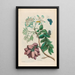 Prunier d'Amérique - Maria Sibylla Merian — gerahmtes Bild an der Wand